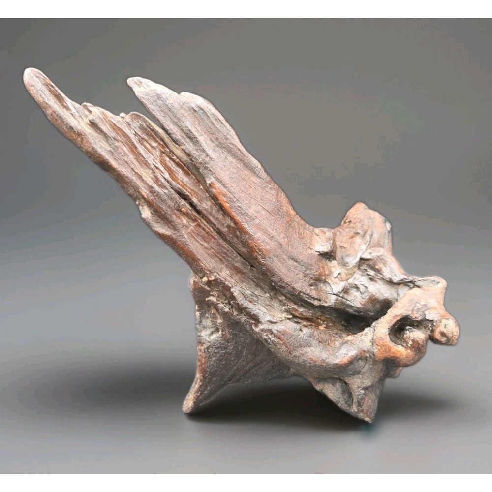 Vintage Organic Driftwood Sculpture Natural Tree Root Stump Art Centerpiece 9"